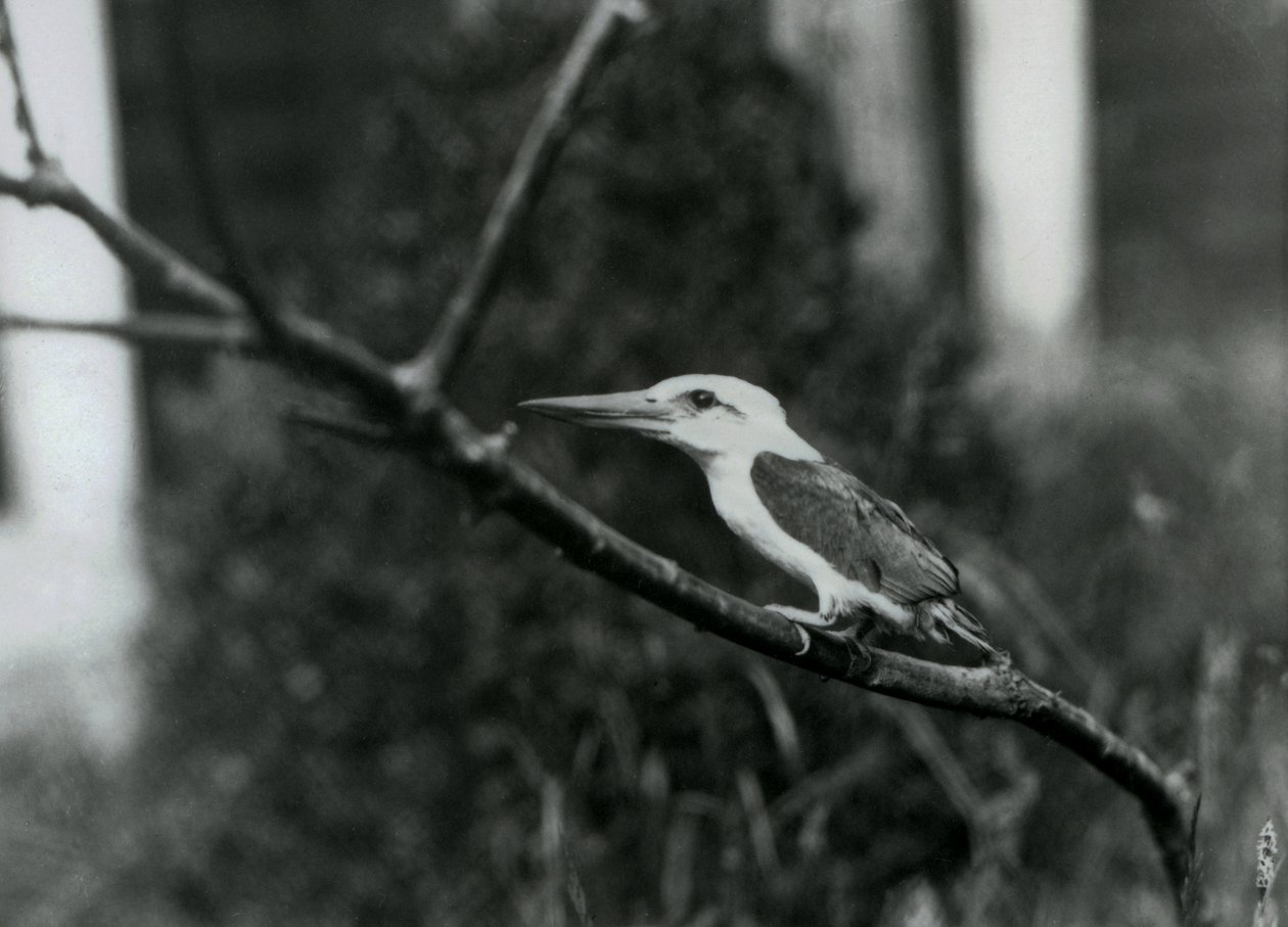 Storkenebbkongefugl hviler på en gren, denne underarten er fra Sulu-skjærgården på Filippinene, London Zoo av Frederick William Bond