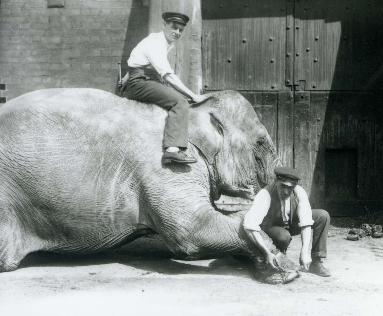Sundermalah får den fremre foten trimmet av en keeper, med en fil, mens en annen sitter på ryggen hennes, London Zoo, august 1926 av Frederick William Bond