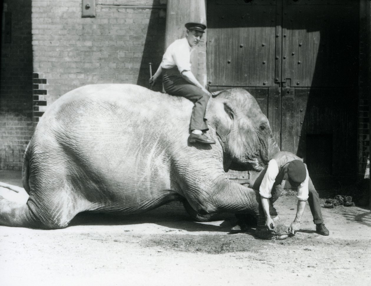 Sundermalah får den fremre foten trimmet av en keeper, med en fil, mens en annen sitter på ryggen hennes, London Zoo, 1926 av Frederick William Bond