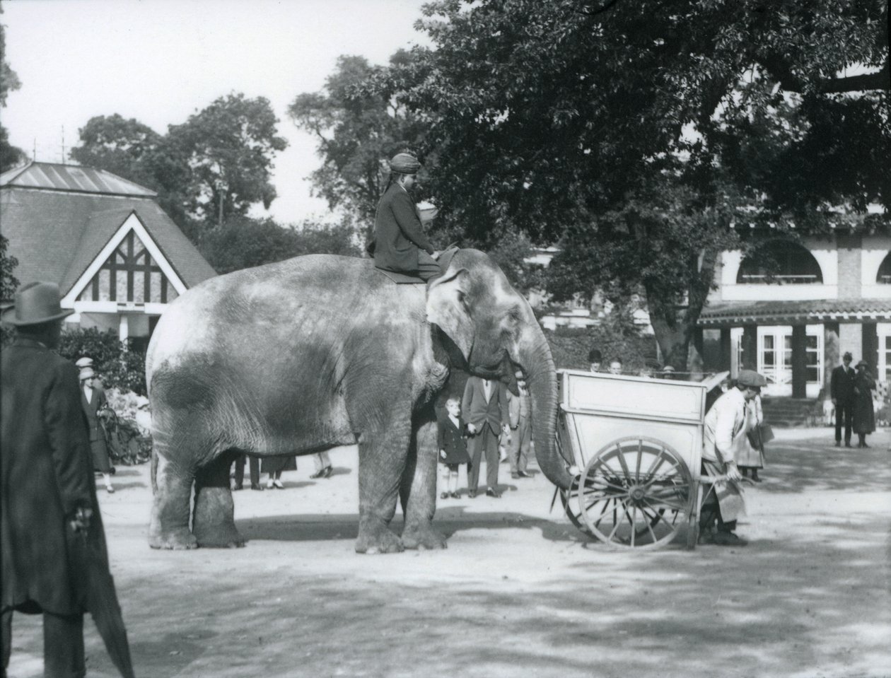 Syed Ali rir Indianrani bak en gravbåre, London Zoo, oktober 1925 av Frederick William Bond