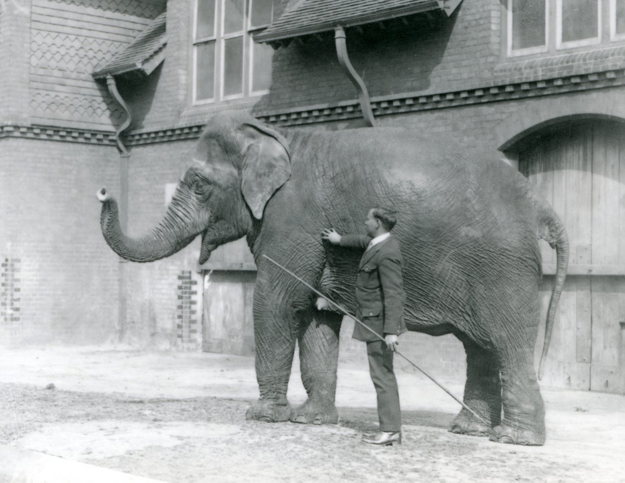 Syed Ali, trener Indiarani foran Elephant House, London Zoo, august 1923 (bw-bilde) av Frederick William Bond