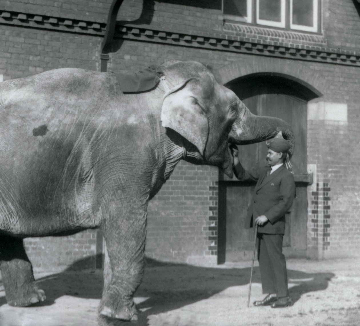 Syed Ali trener Indiarani foran Elephant House, London Zoo, oktober 1925 av Frederick William Bond