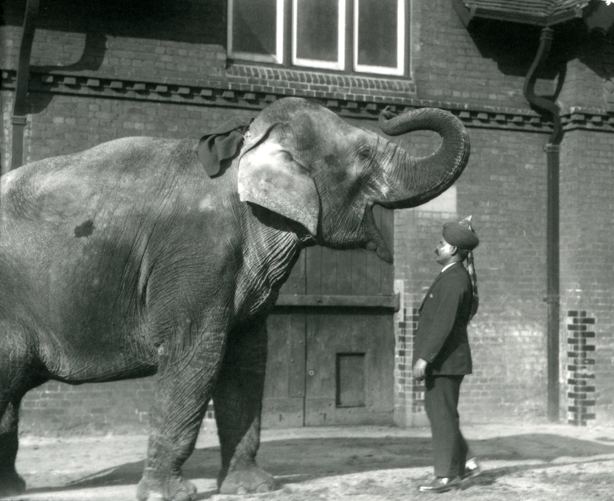Syed Ali trener Indiarani foran Elephant House, London Zoo, oktober 1925 av Frederick William Bond