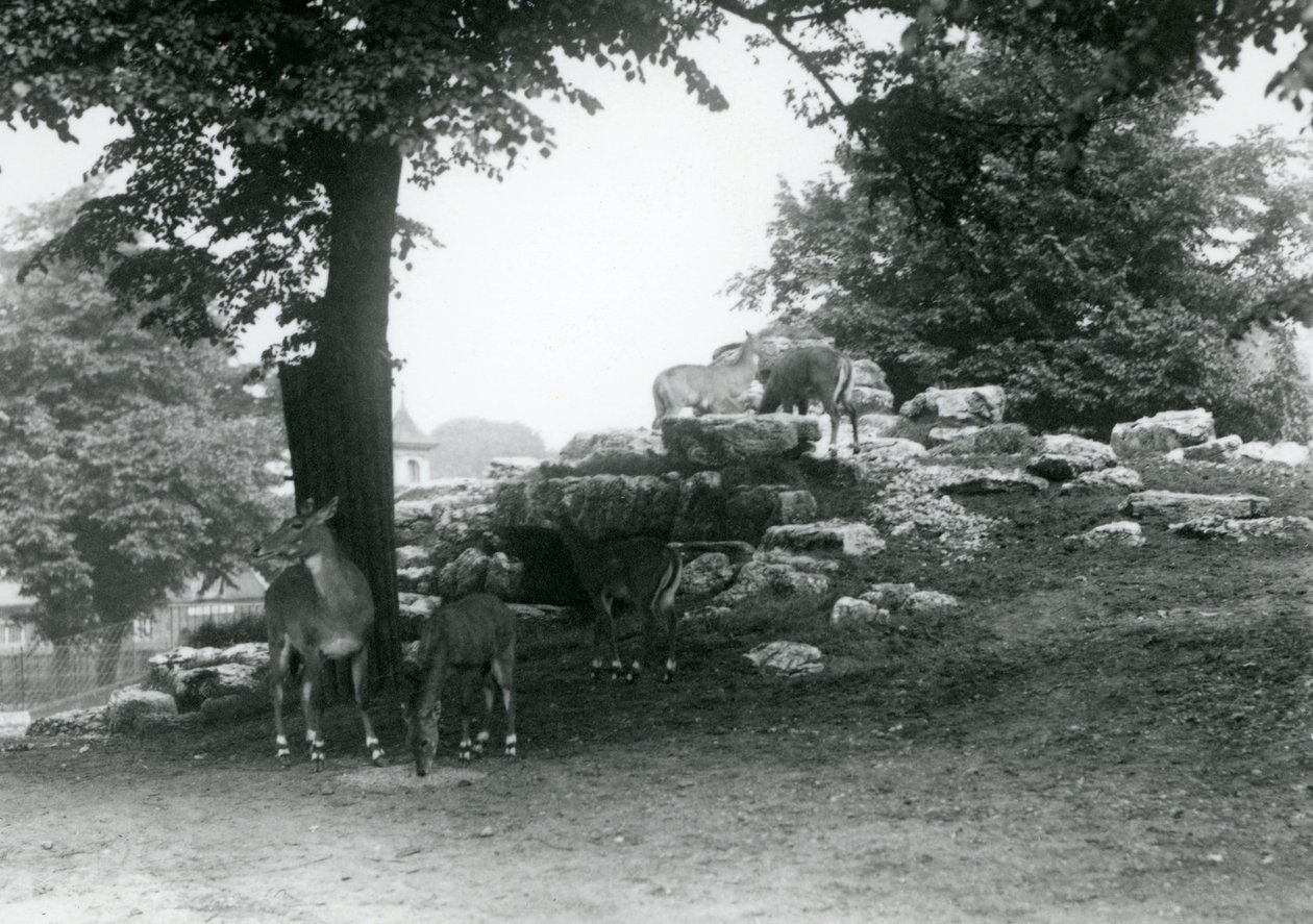 ElandAntelope Paddock i London Zoo i 1924 av Frederick William Bond