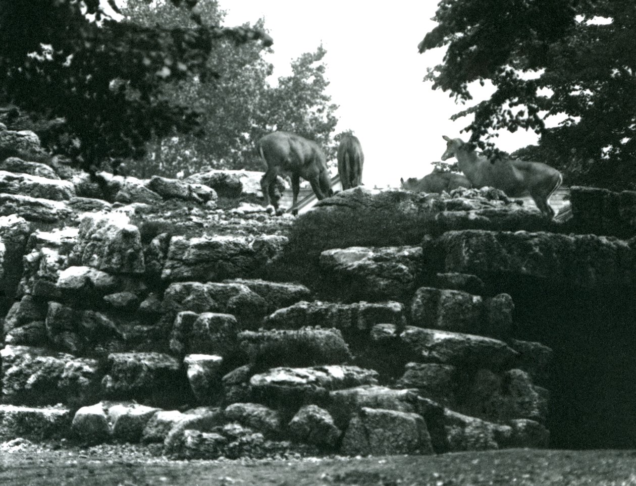 ElandAntelope Paddock i London Zoo i juni 1924 av Frederick William Bond