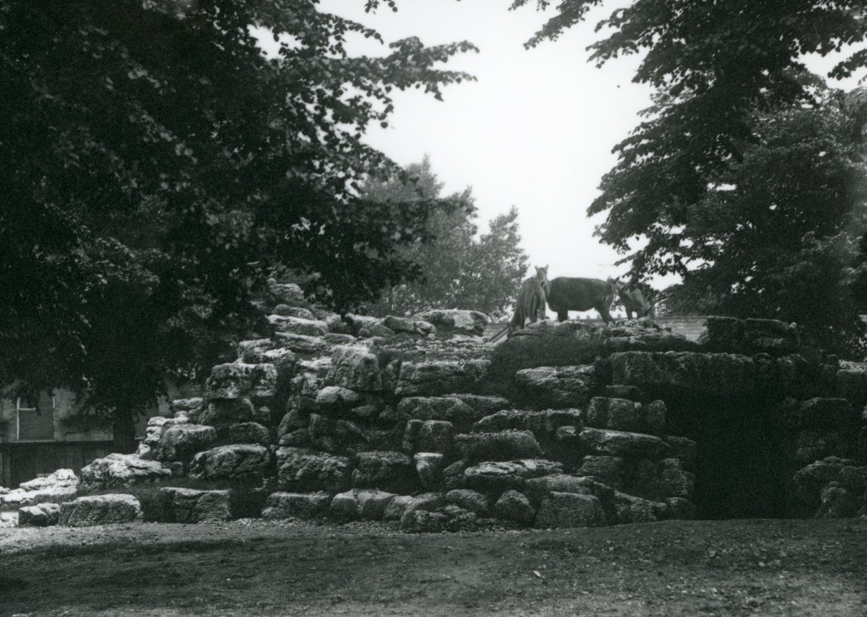 ElandAntelope Paddock i London Zoo i juni 1924 av Frederick William Bond