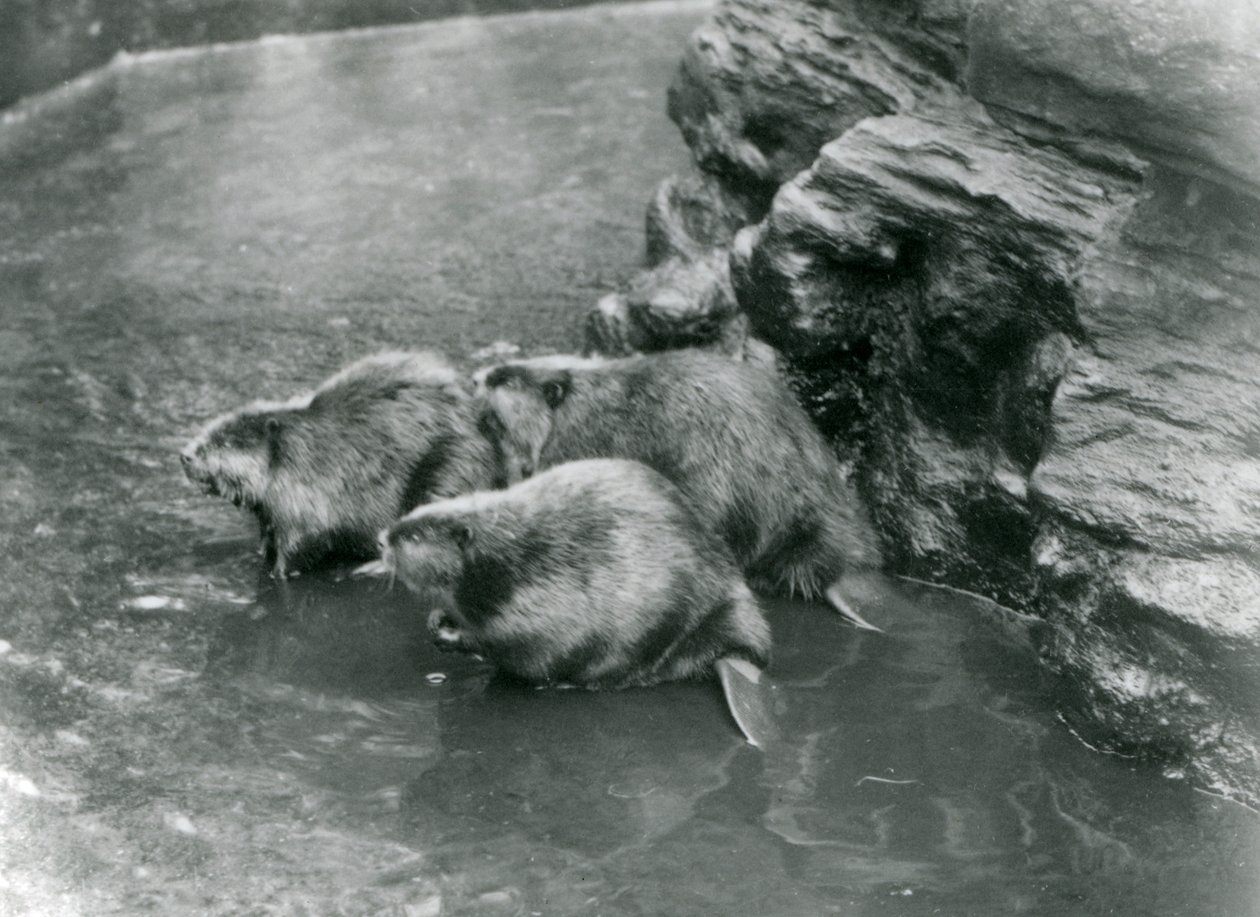 Tre bevere i bassenget deres i London Zoo, 1920-tallet av Frederick William Bond