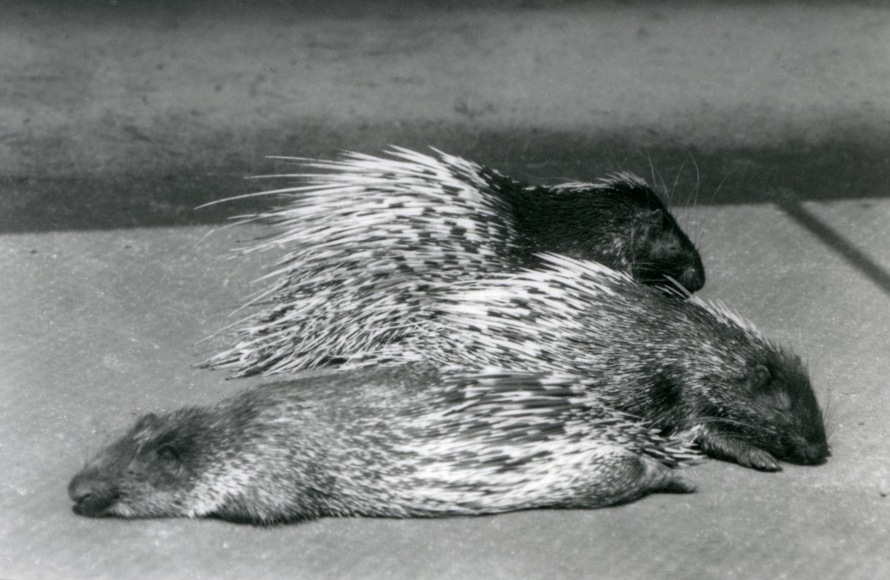 Three Cape South African Porcupines, London Zoo, 1925 av Frederick William Bond