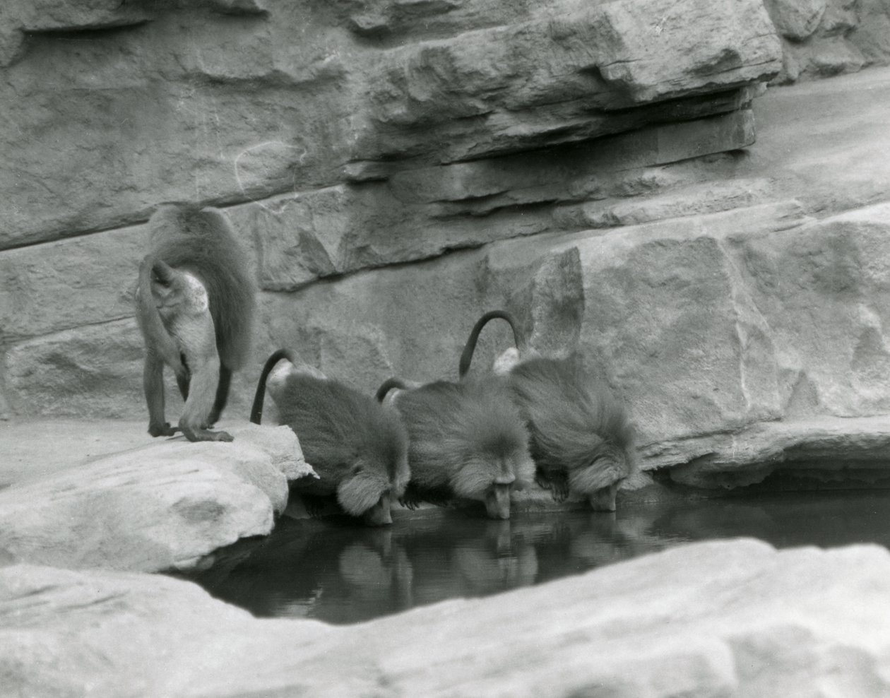 Tre hellige bavianer drikker fra et basseng i deres steinete innhegning mens en fjerde går unna, London Zoo, juni 1925 av Frederick William Bond
