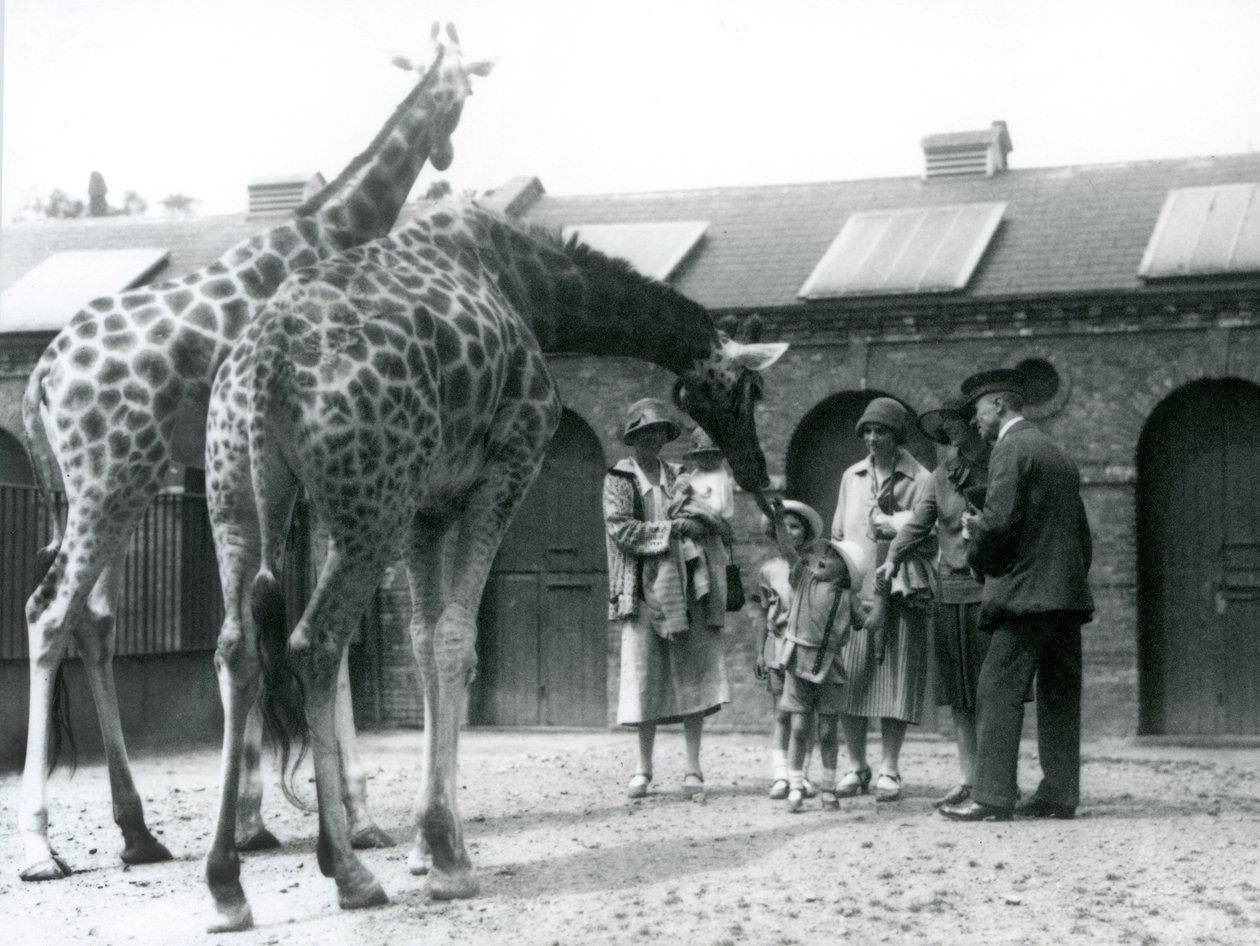 Tre damer med tre små barn besøker giraffen i paddocken deres utenfor Giraffe House, London Zoo, juli 1926 av Frederick William Bond