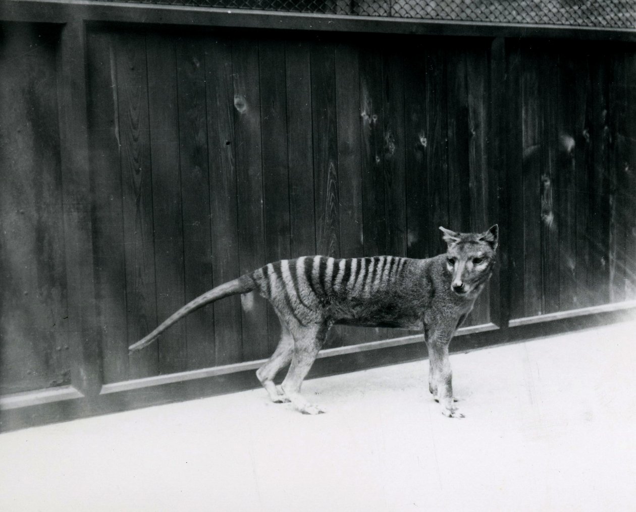 Thylacine Tasmanian Wolf i London Zoo, før 1930 av Frederick William Bond