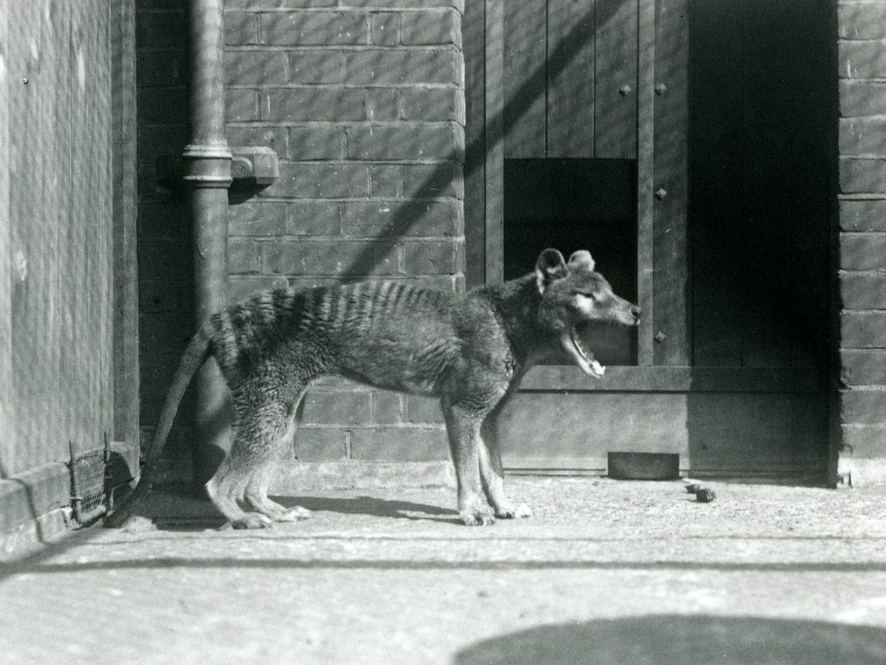 Thylacine / Tasmanian Wolf i London Zoo i august 1926 (s/hv-bilde) av Frederick William Bond