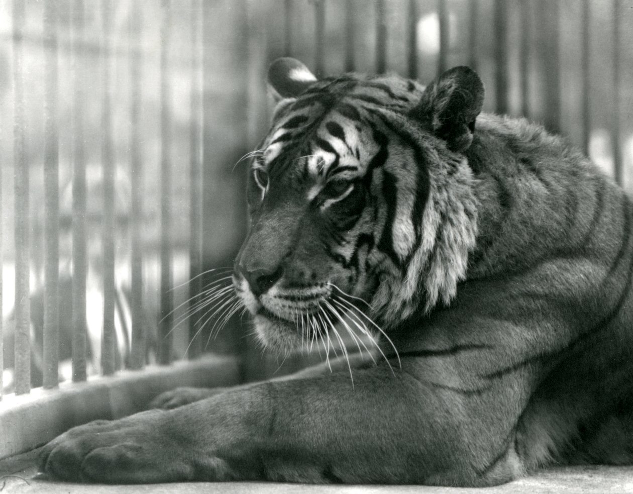 Tiger Sam i London Zoo, 1925 av Frederick William Bond