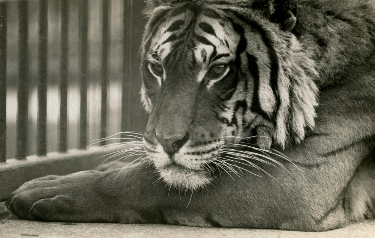 Tiger Sam i London Zoo, 1925 av Frederick William Bond