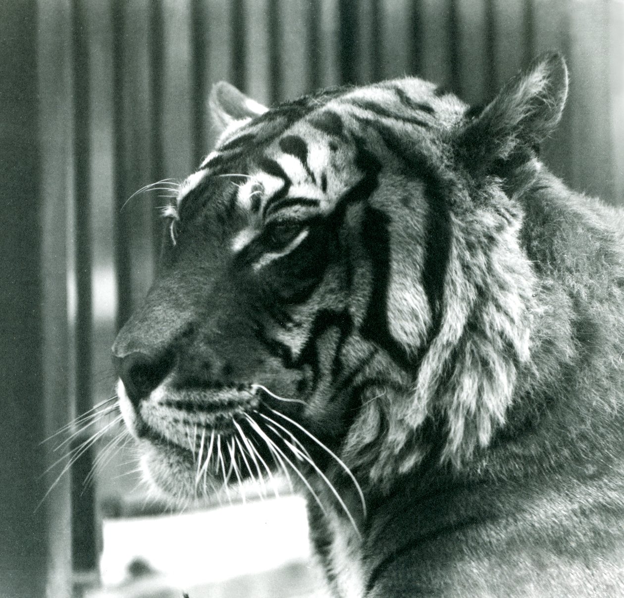 Tiger Sam i London Zoo i 1925 av Frederick William Bond