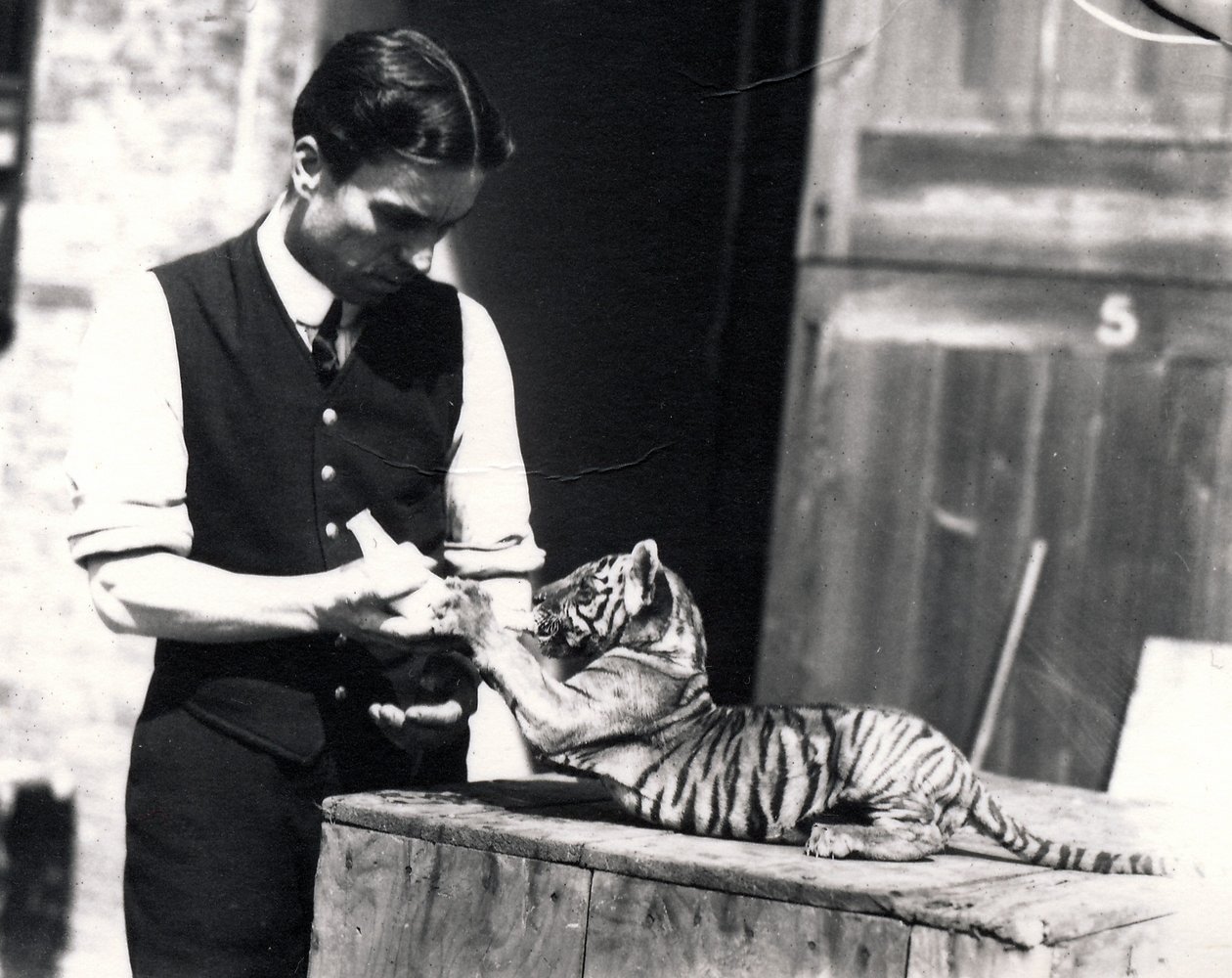 Tigerunge blir matet av keeper Harry Warwick, 1914 av Frederick William Bond