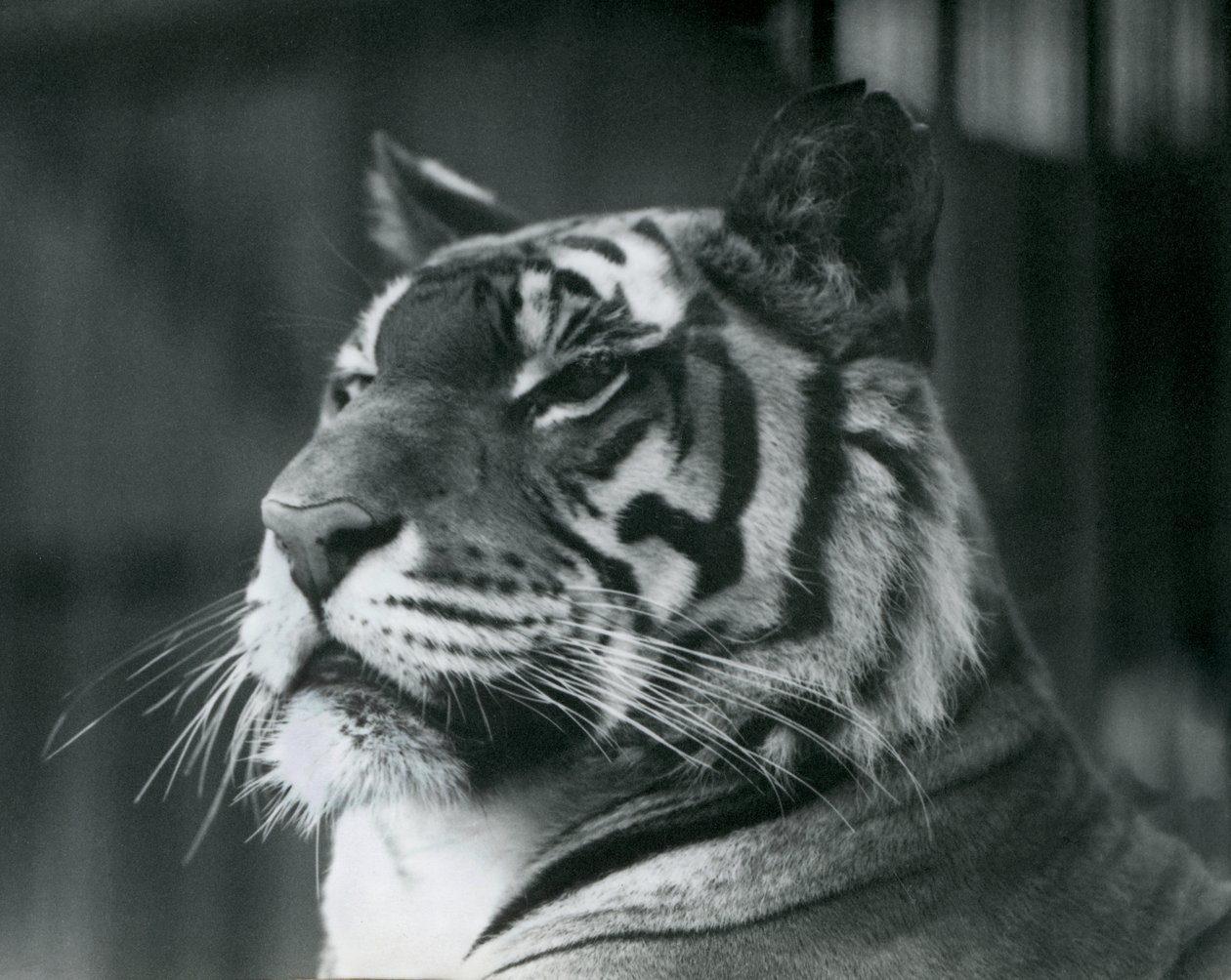 Tigress Sally i London Zoo i 1927 av Frederick William Bond