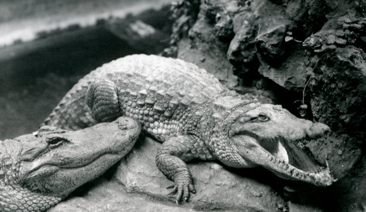 To amerikanske alligatorer i London Zoo, juli 1914 av Frederick William Bond