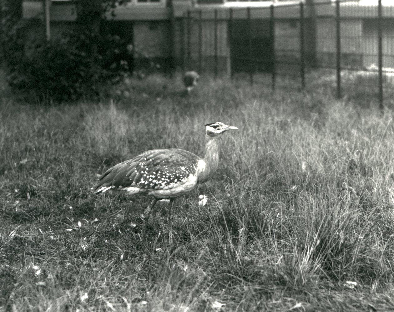 To arabiske bustards stående i innhegningen deres i London Zoo, september 1927 av Frederick William Bond
