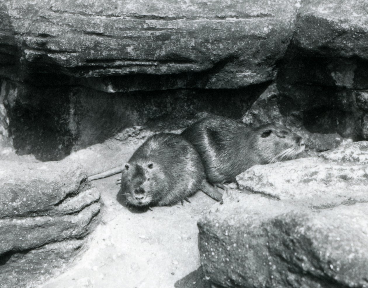 To Coypuer hviler blant steiner i innhegningen deres i London Zoo, april 1925 av Frederick William Bond
