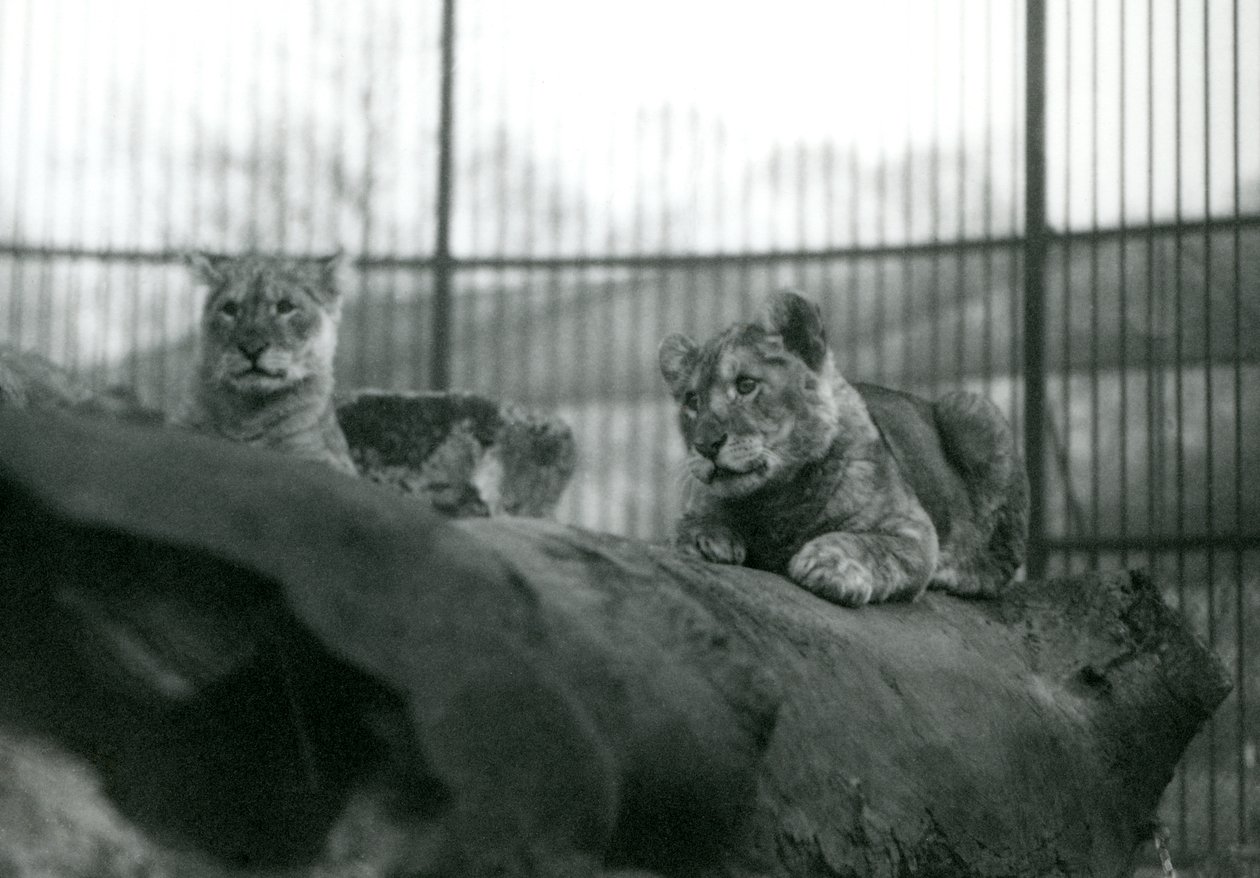 To løveunger, som var født i menasjeriet, i innhegningen deres i London Zoo, april 1924 av Frederick William Bond