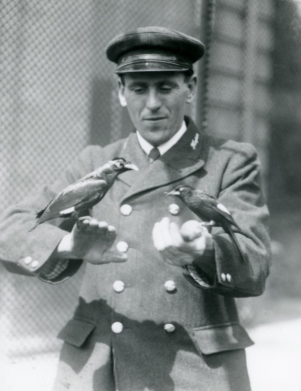 To Myna-fugler i hendene til keeper Thomas Raggett, London Zoo, juni 1924 av Frederick William Bond
