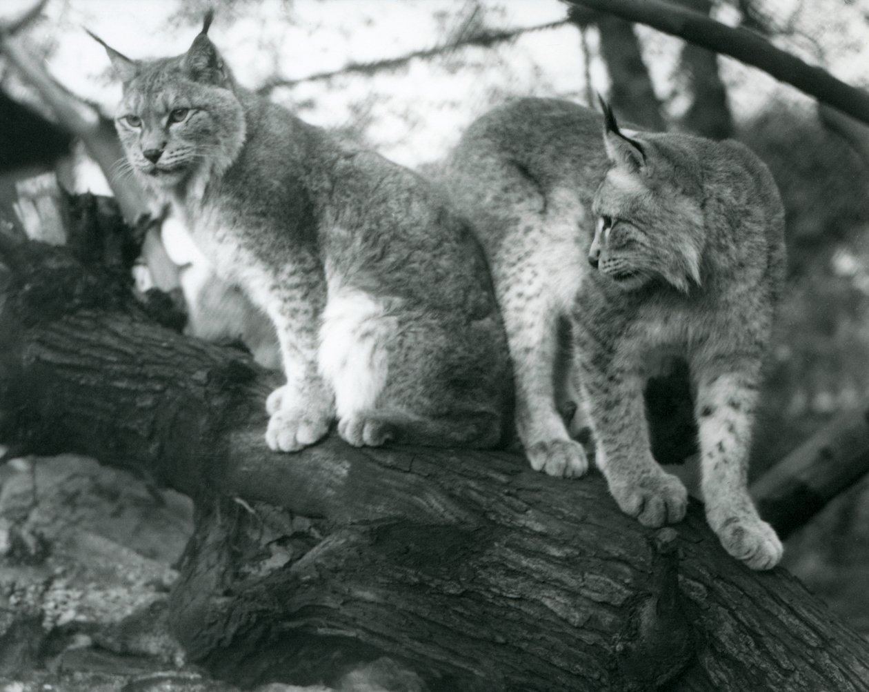 To Northern Lynx, en sittende og en stående, på en gren, London Zoo, oktober 1925 av Frederick William Bond
