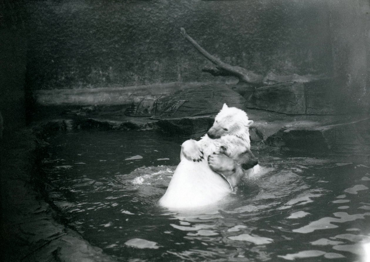 To isbjørner, inkludert en ung, klemmer og leker i et basseng i London Zoo, juni 1922 av Frederick William Bond