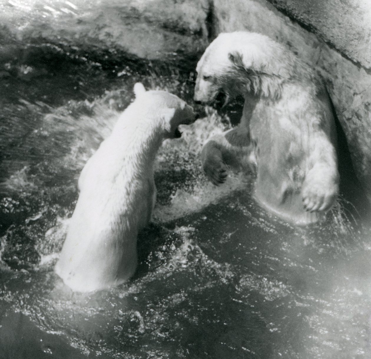 To isbjørner boltrer seg i bassenget deres. London Zoo i 1926 av Frederick William Bond