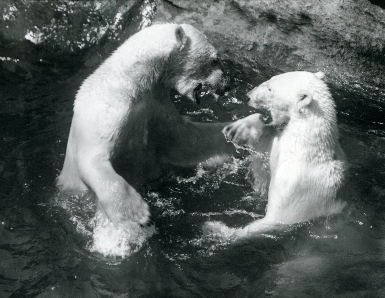 To isbjørner boltret seg i bassenget deres i London Zoo i 1926 av Frederick William Bond