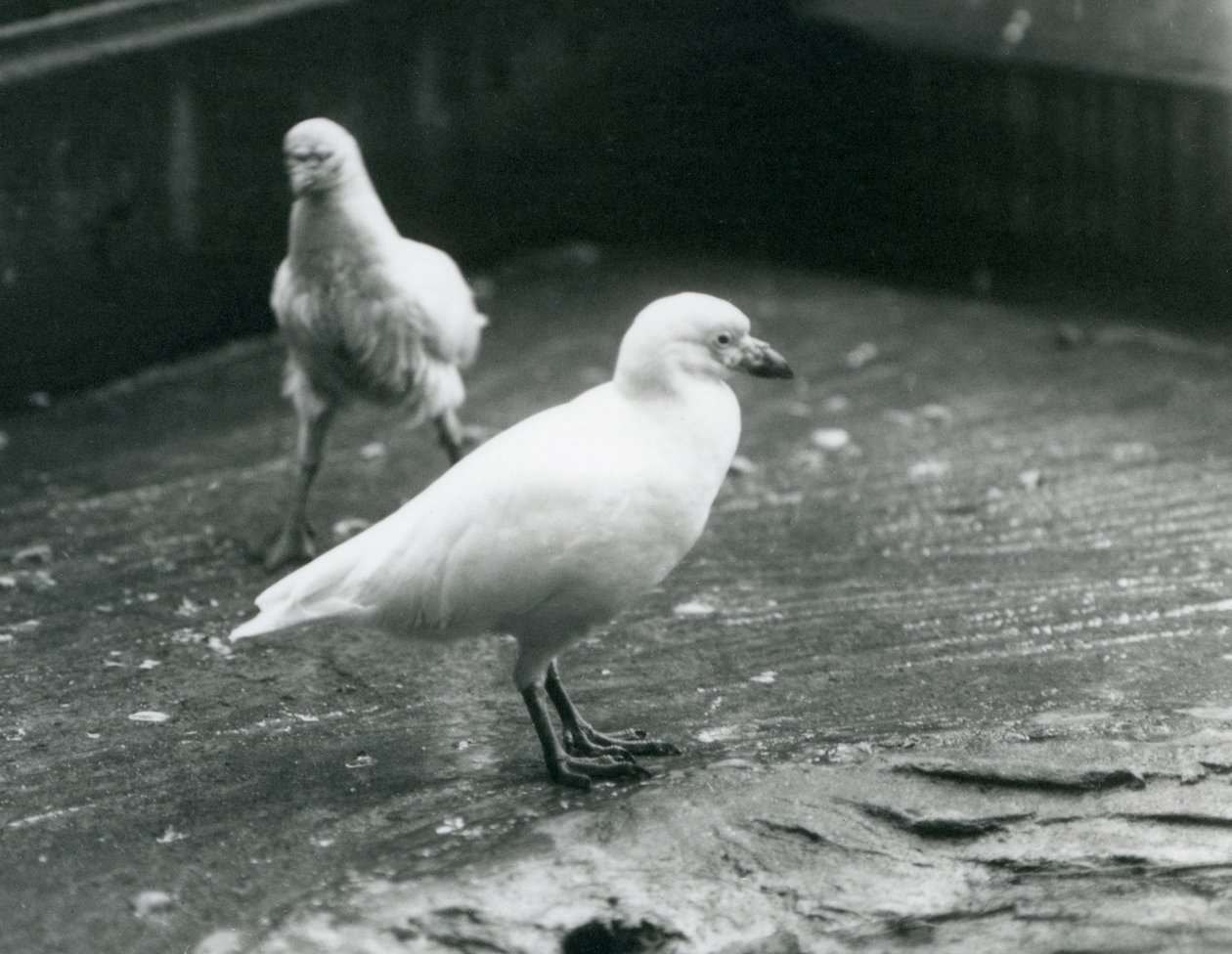 To Snøhvite kjederebber som står og går på bakken i London Zoo, august 1927 av Frederick William Bond