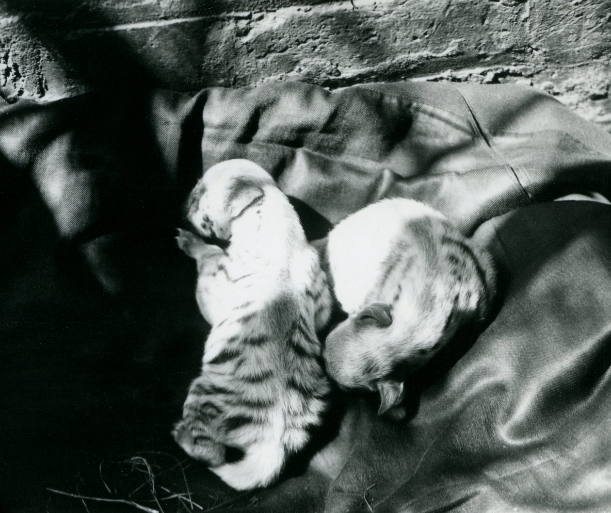 To stripete Hyaena-unger i London Zoo, ca. 1914 av Frederick William Bond