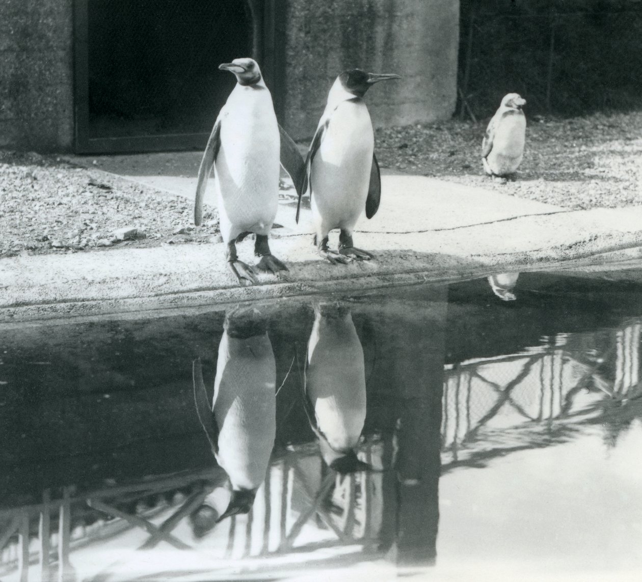 To voksne kongepingviner står ved bassenget deres med refleksjonene sine i vannet, London Zoo av Frederick William Bond