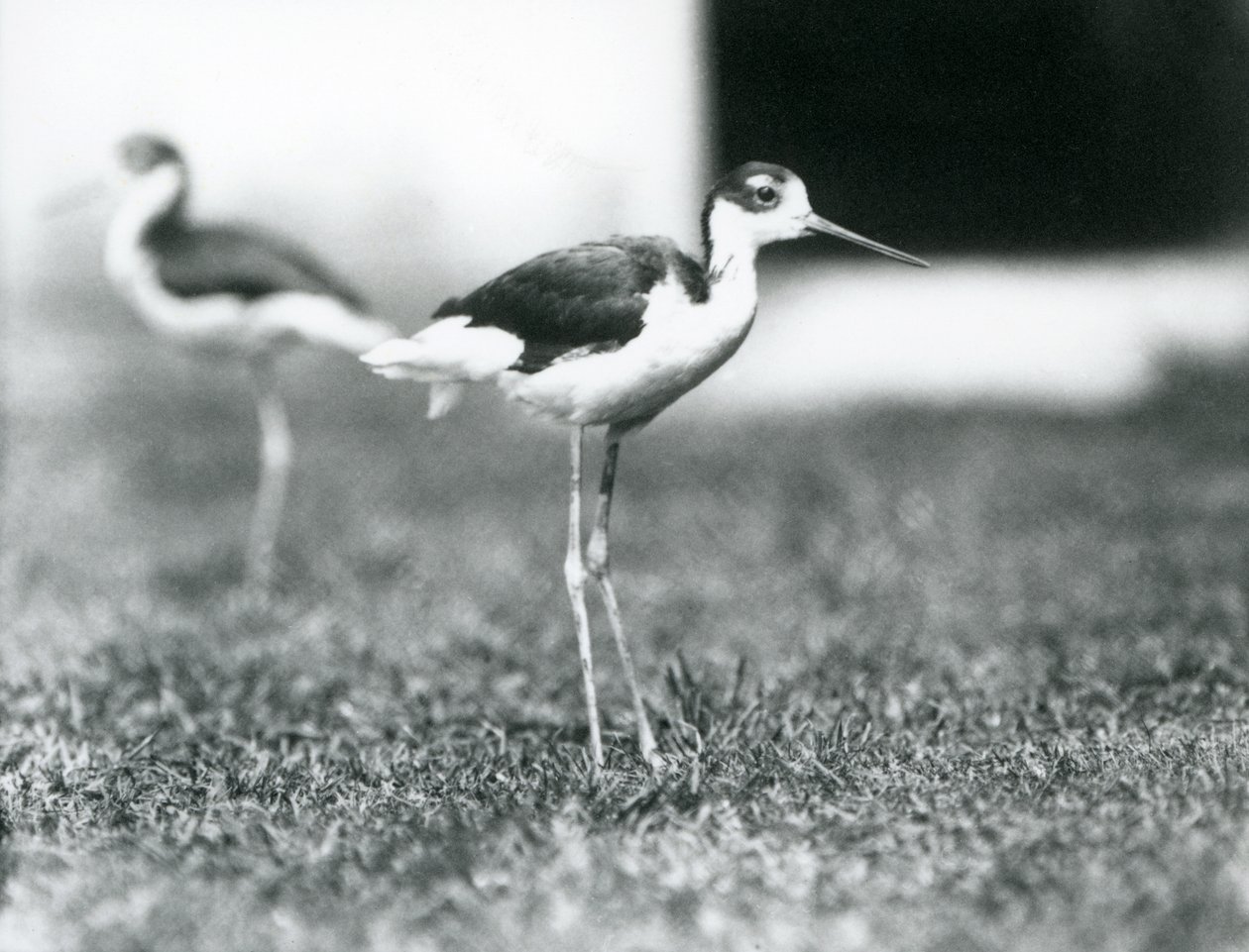 To svarthalsede stylter stående på gress, London Zoo, juli 1925 av Frederick William Bond