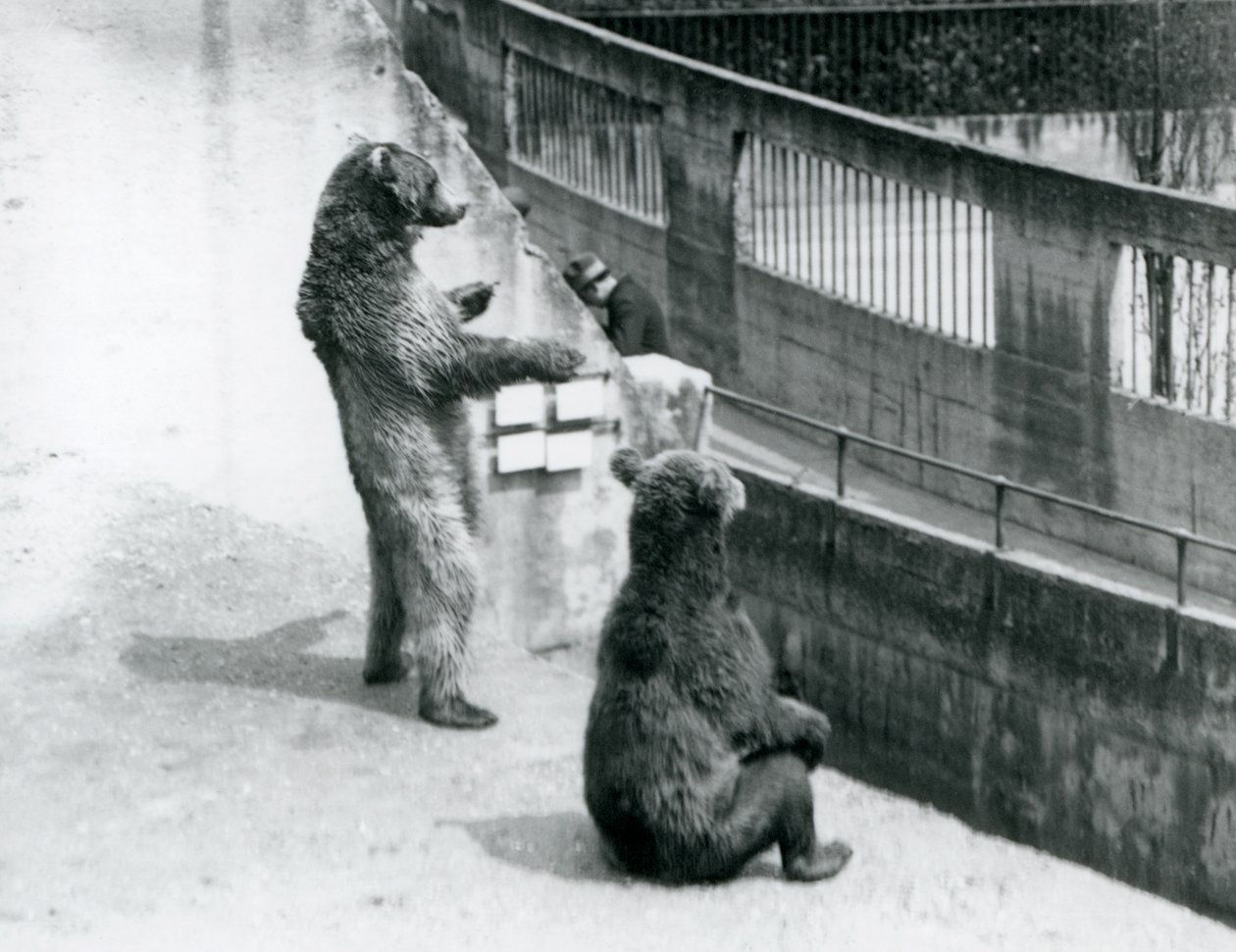 To brune bjørner, en stående på bakbena og en sittende, ser ned fra Mappin Terraces, London Zoo, juli 1925 av Frederick William Bond