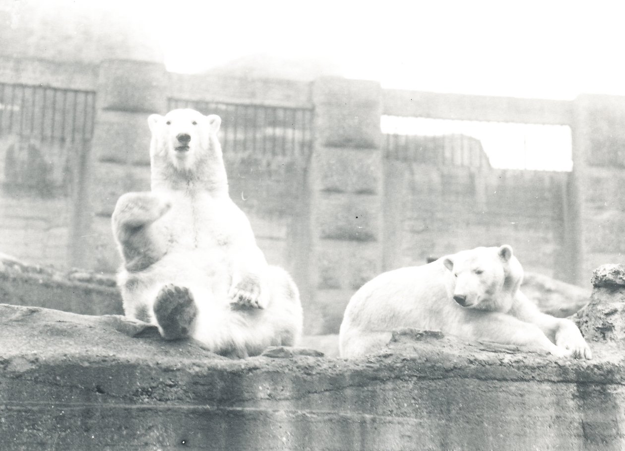 To isbjørner i ZSL London Zoo, 1927 av Frederick William Bond