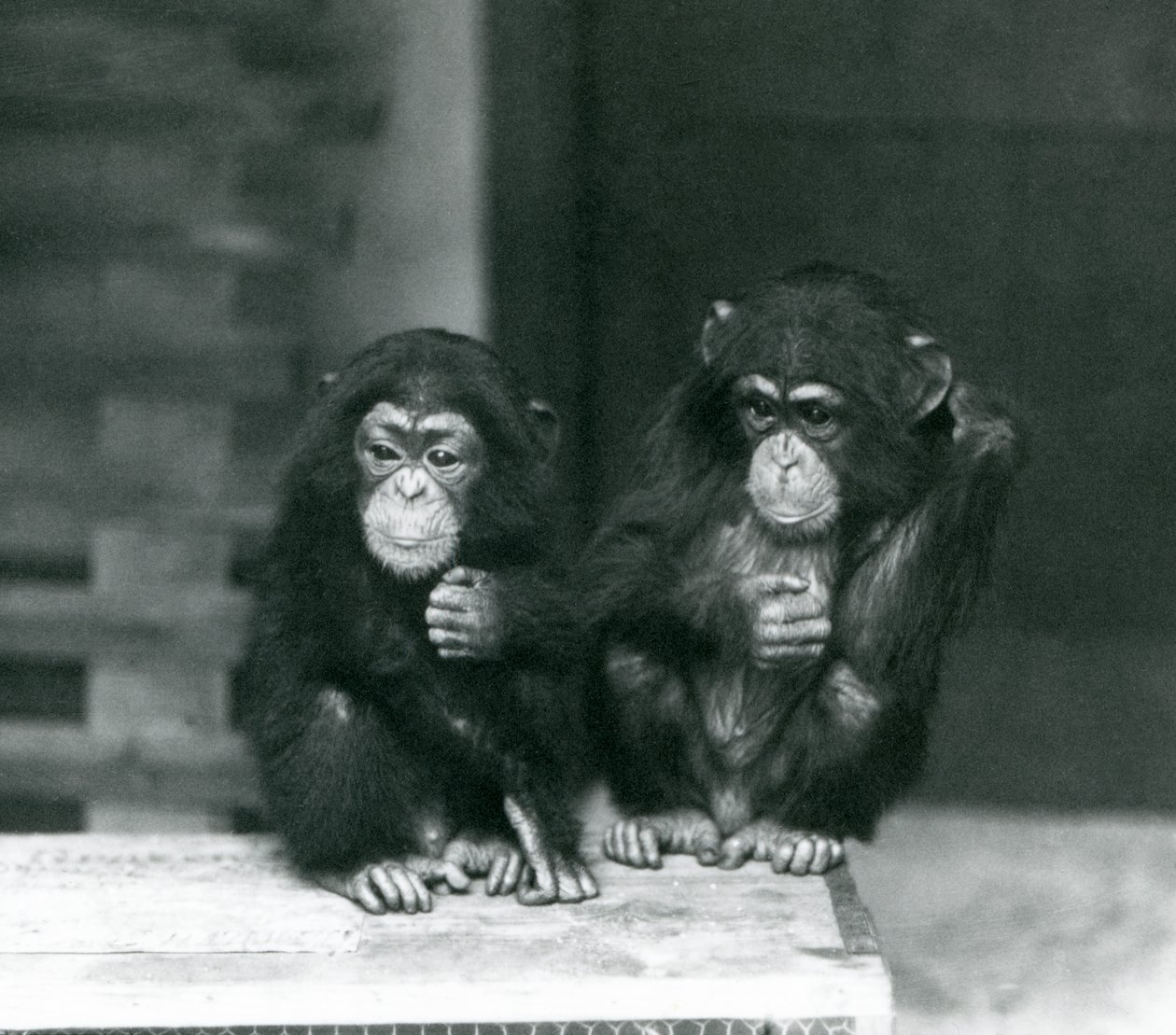 To unge sjimpanser sitter på en trekasse, London Zoo av Frederick William Bond