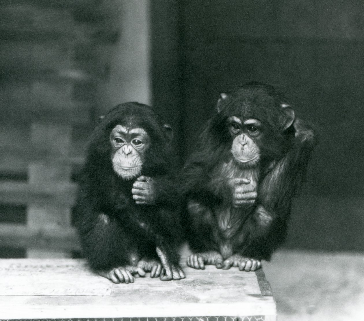 To unge sjimpanser sitter på en trekasse, London Zoo, 1924 av Frederick William Bond