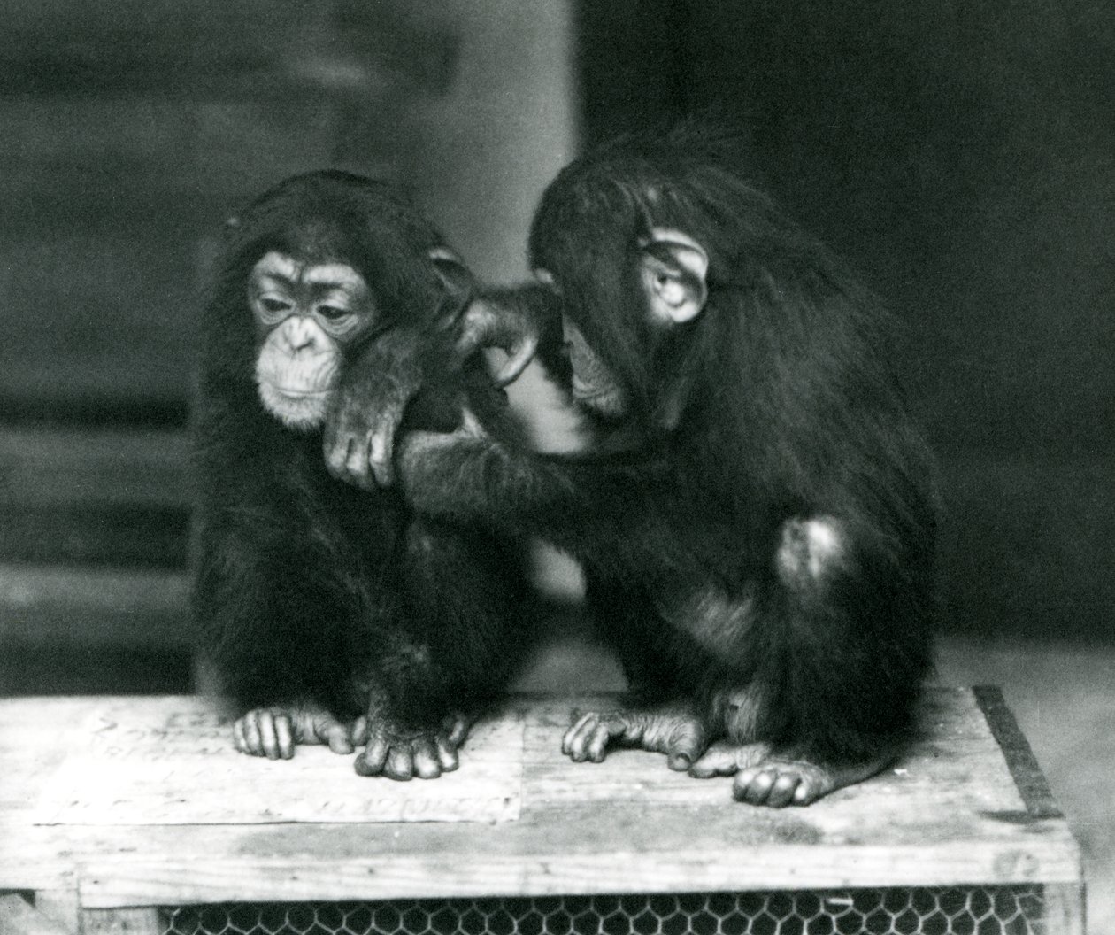 To unge sjimpanser sitter på en trekasse, London Zoo, 1924 av Frederick William Bond