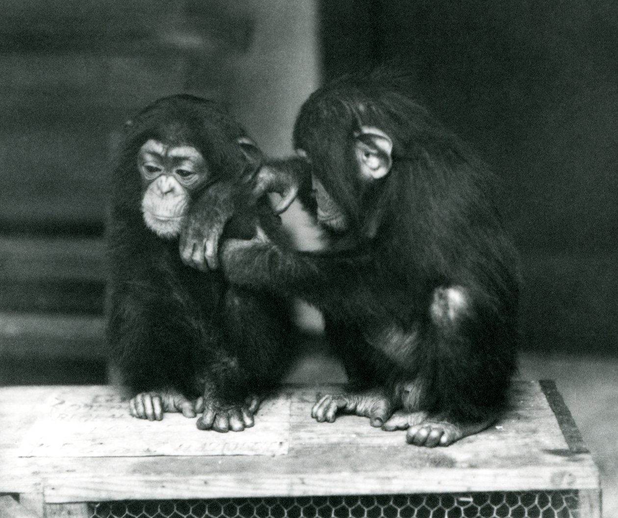 To unge sjimpanser sitter på en trekasse. Den ene sitter stille mens den andre steller pelsen, London Zoo av Frederick William Bond