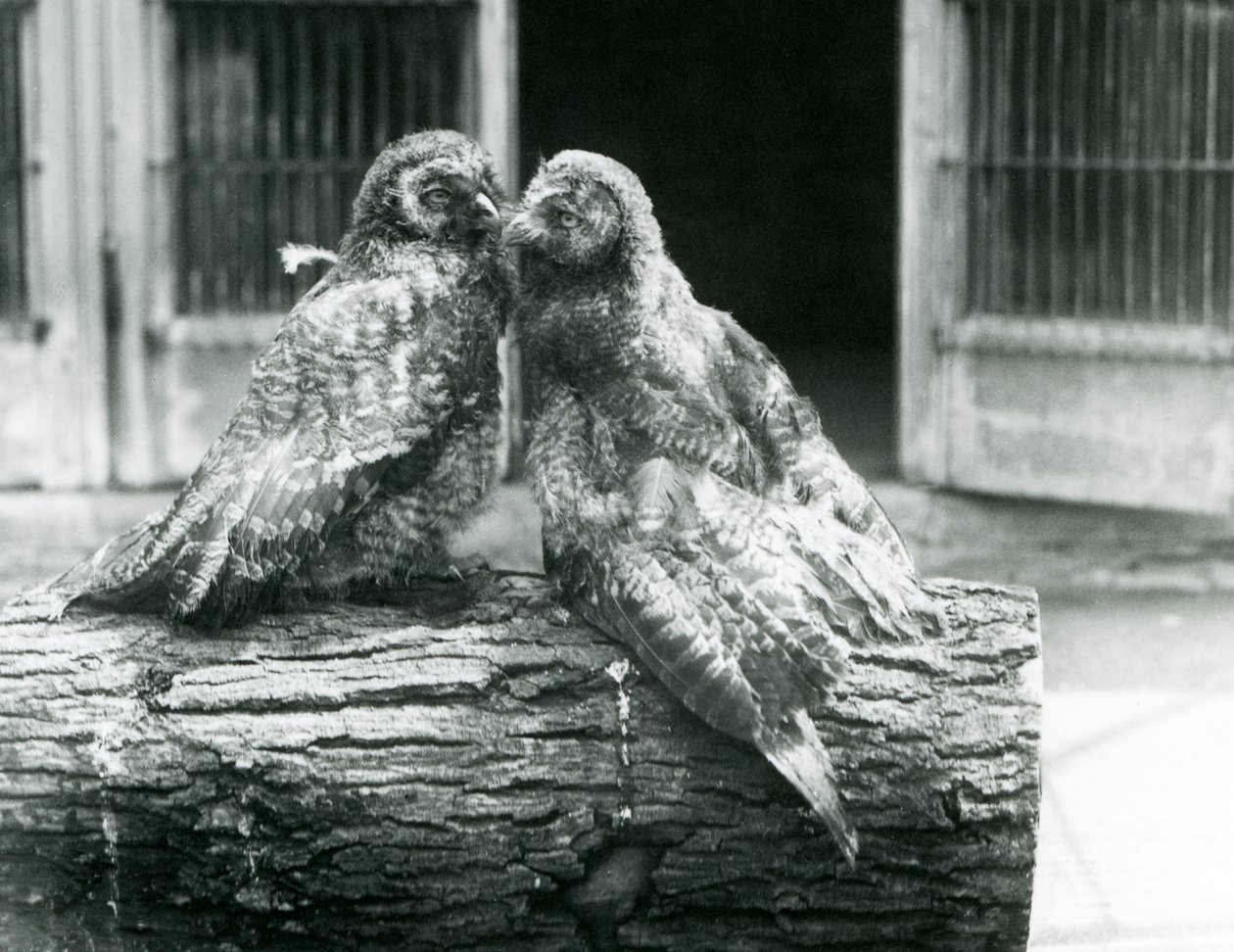 To unge store gråugler, også kjent som Lappland eller Lapp Owl, vendt mot hverandre sittende på en tømmerstokk, London Zoo, august 1926 (s/hv-bilde) av Frederick William Bond