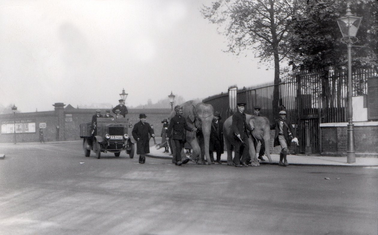 Å gå et par elefanter fra bryggene i 1923 til ZSL London Zoo, siste gang dette ble gjort av Frederick William Bond