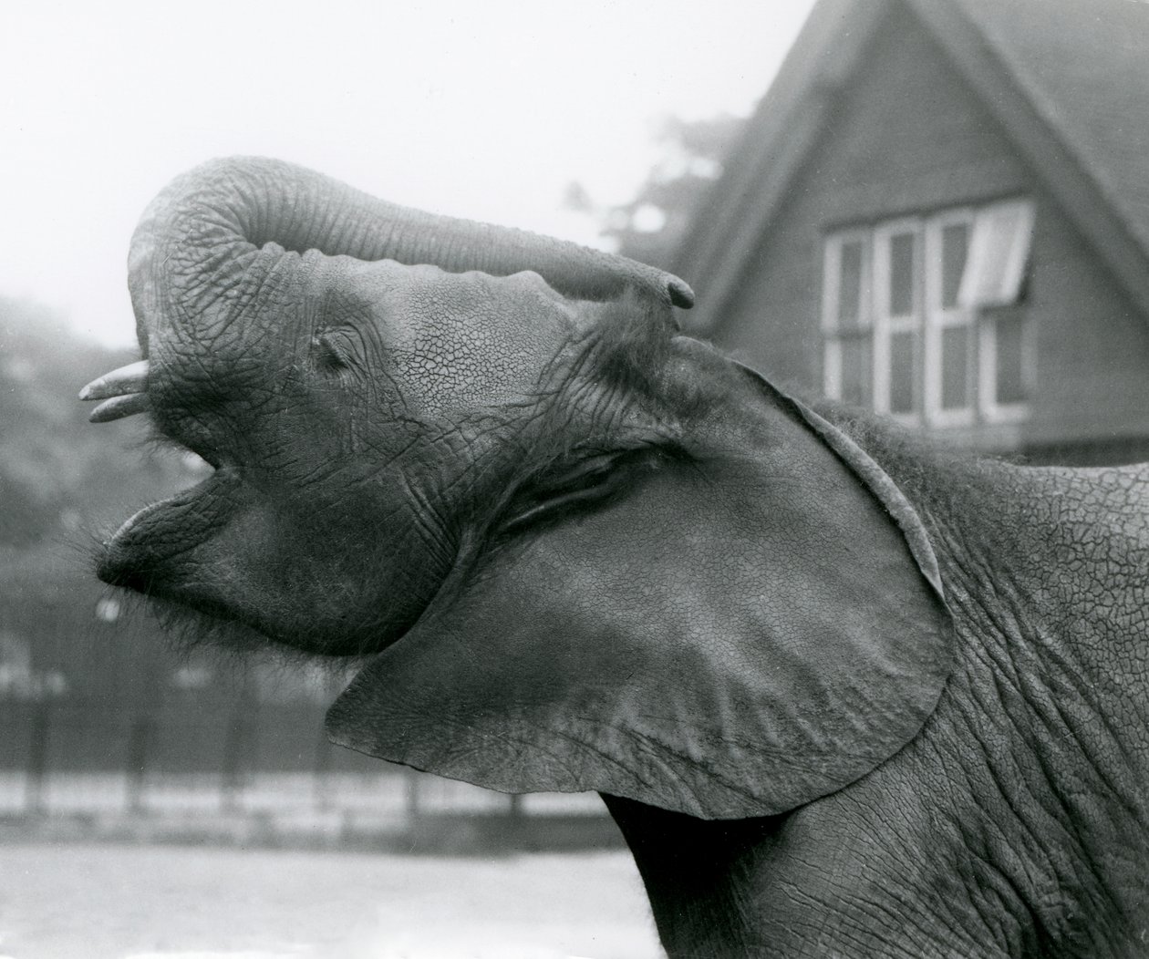 Ung afrikansk elefant Kiberenge løfter snabelen og ringer, London Zoo, august 1925 av Frederick William Bond