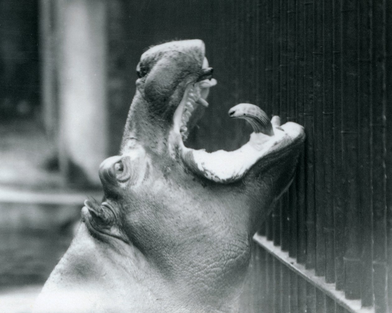 Ung flodhest Bobbie i London Zoo, 1927 av Frederick William Bond