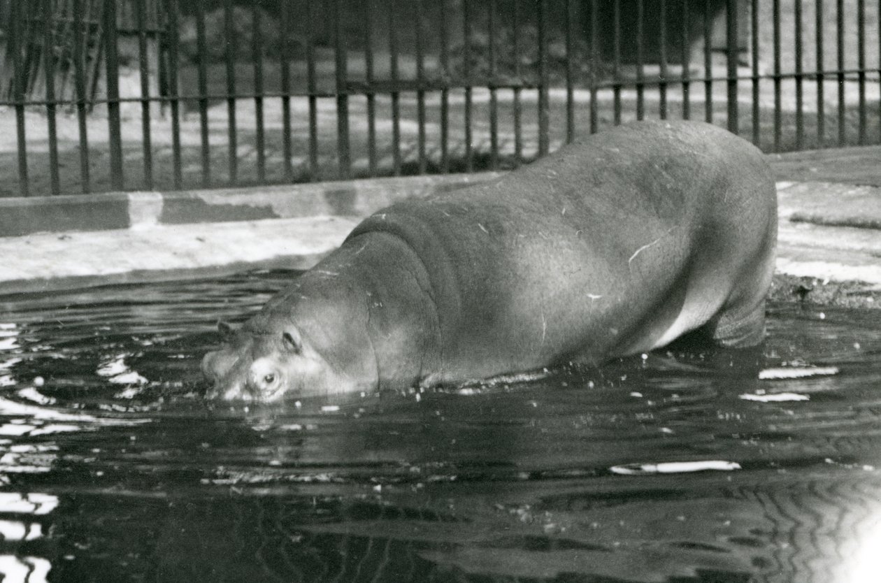 Den unge flodhest Bobbie gikk inn i bassenget sitt i London Zoo i august 1927 av Frederick William Bond