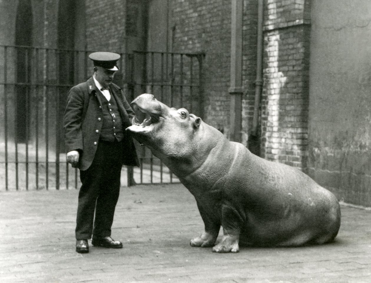 Ung flodhest Bobbie sitter for keeper Ernie Bowman, London Zoo, juli 1923 (bw-bilde) av Frederick William Bond