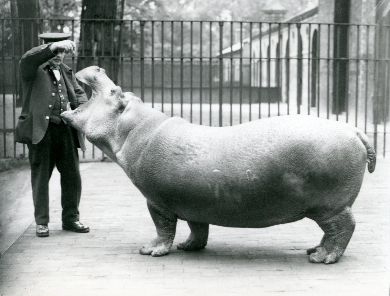 Ung flodhest Bobbie med keeper Ernie Bowman, London Zoo, juli 1923 (bw-bilde) av Frederick William Bond