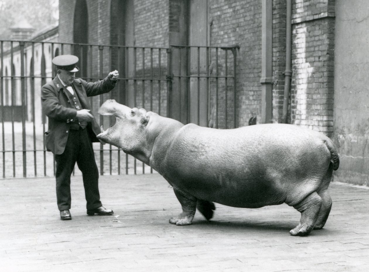 Ung flodhest Bobbie med keeper Ernie Bowman, London Zoo, juli 1923 (bw-bilde) av Frederick William Bond