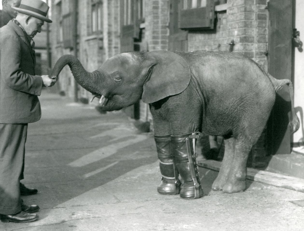 Young Pygmy African Elephant Oojah med skinner montert, som en del av hennes behandling for rakitt, London Zoo, 1926 av Frederick William Bond