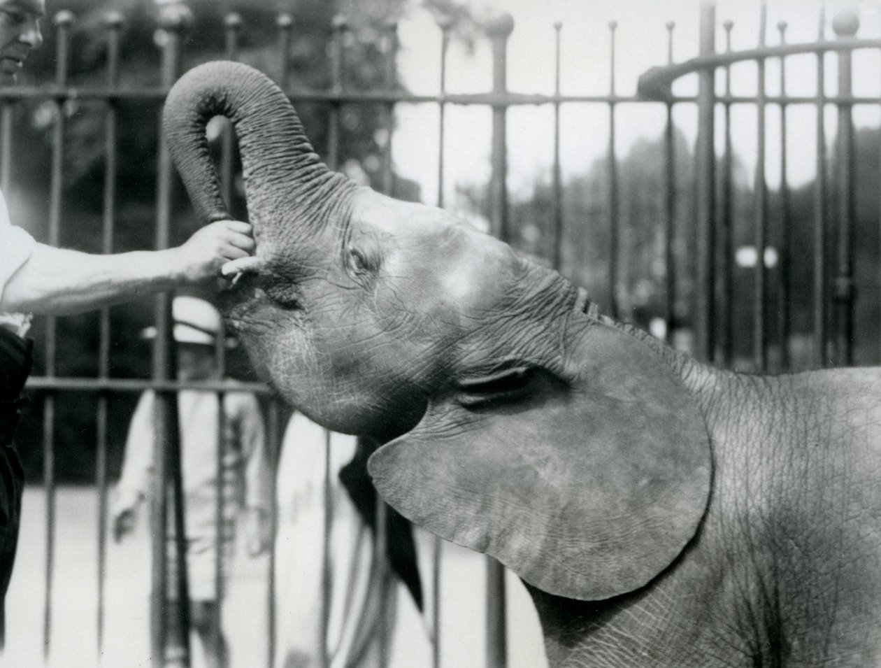 Ung kvinnelig afrikansk pygmeelefant Oojah blir gitt en godbit, London Zoo, juli 1925 av Frederick William Bond
